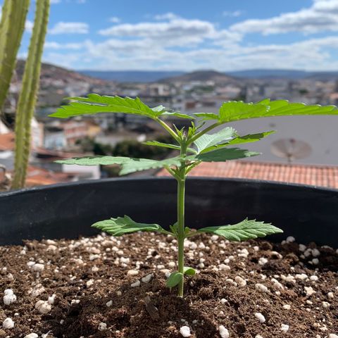 Critical Purple Auto growlog timeline photo