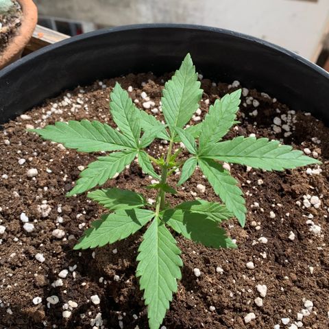 Critical Purple Auto growlog timeline photo