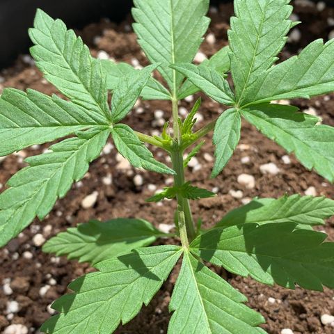 Critical Purple Auto growlog timeline photo