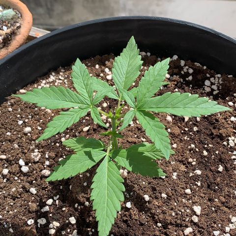 Critical Purple Auto growlog timeline photo