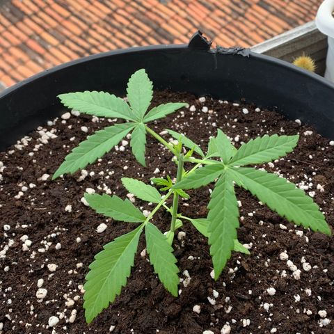 Auto Critical Orange Punch growlog timeline photo