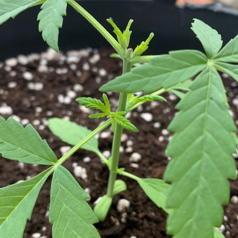 Auto Critical Orange Punch growlog timeline photo