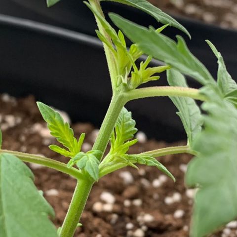 Critical Purple Auto growlog timeline photo