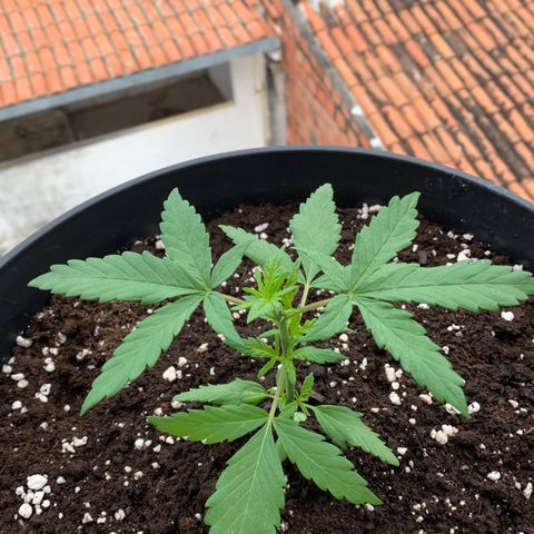 Critical Purple Auto growlog photo: Os galhos já estão arroxeando 💜
