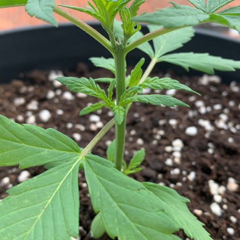 Critical Purple Auto growlog photo: Os galhos já estão arroxeando 💜