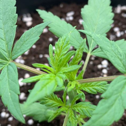 Critical Purple Auto growlog photo: Os galhos já estão arroxeando 💜