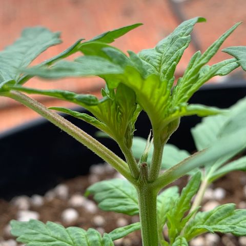 Critical Purple Auto growlog timeline photo
