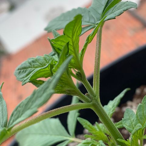 Critical Purple Auto growlog timeline photo