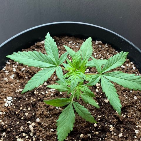 Critical Purple Auto growlog timeline photo
