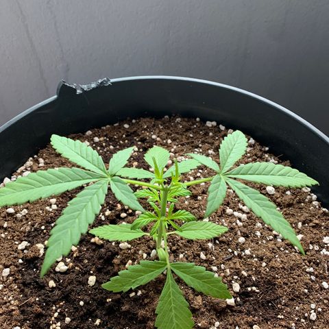 Auto Critical Orange Punch growlog timeline photo