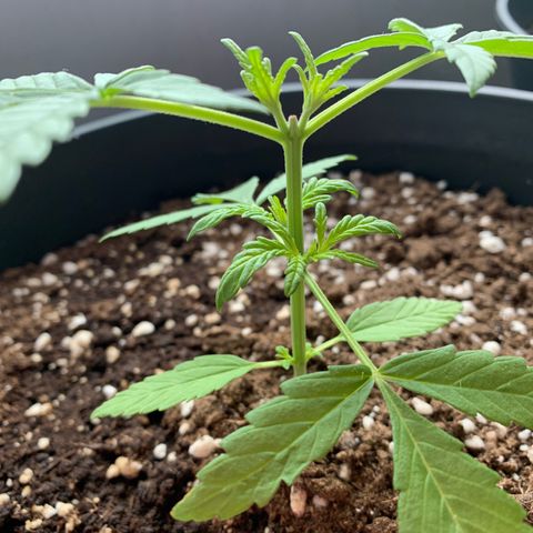 Auto Critical Orange Punch growlog timeline photo