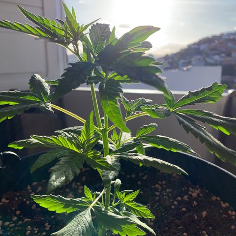 Auto Critical Orange Punch growlog timeline photo