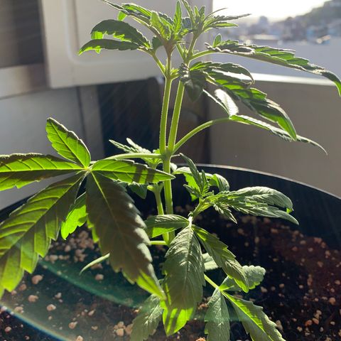 Auto Critical Orange Punch growlog timeline photo