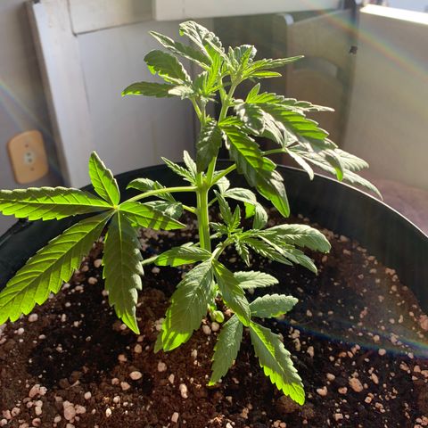 Auto Critical Orange Punch growlog timeline photo