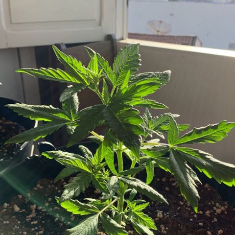 Critical Purple Auto growlog timeline photo