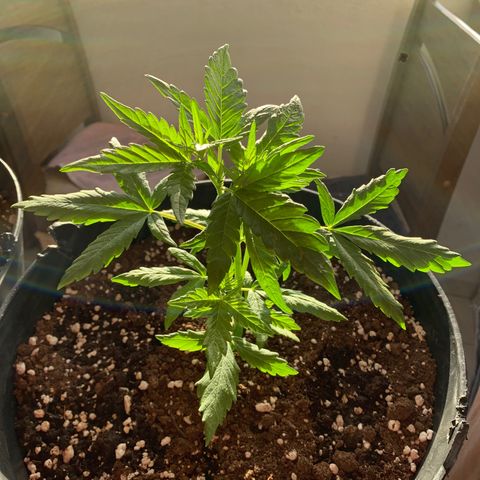 Critical Purple Auto growlog timeline photo