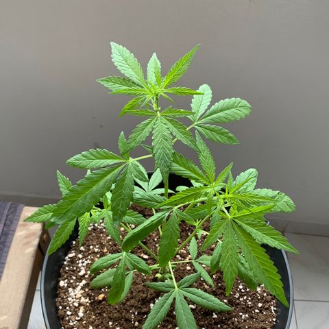 Auto Critical Orange Punch growlog timeline photo
