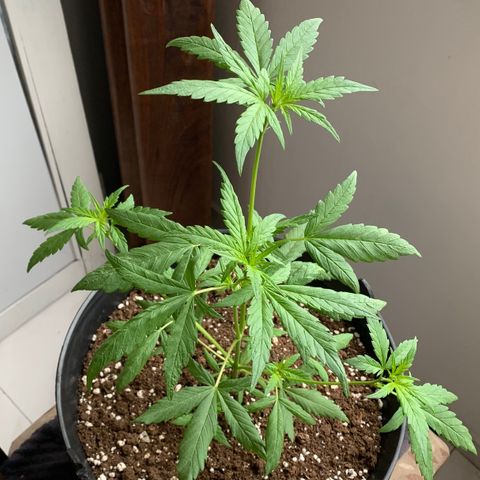 Critical Purple Auto growlog timeline photo