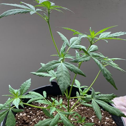 Critical Purple Auto growlog timeline photo