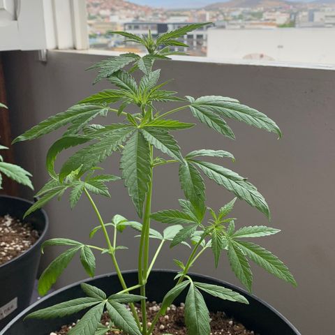 Auto Critical Orange Punch growlog timeline photo