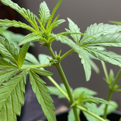 Auto Critical Orange Punch growlog timeline photo