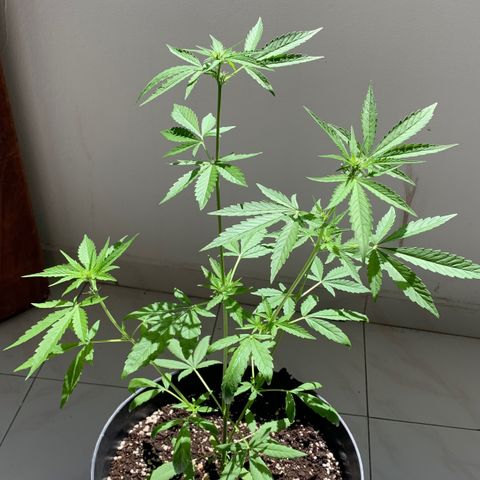 Auto Critical Orange Punch growlog timeline photo