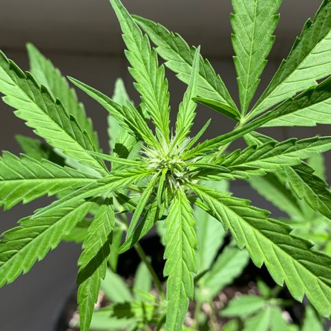 Auto Critical Orange Punch growlog timeline photo