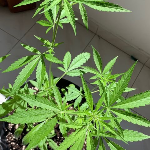 Auto Critical Orange Punch growlog timeline photo