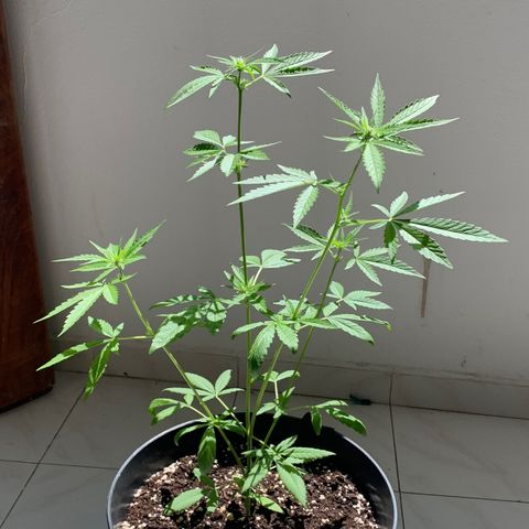 Auto Critical Orange Punch growlog timeline photo