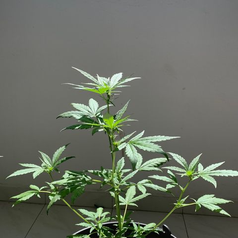 Critical Purple Auto growlog timeline photo