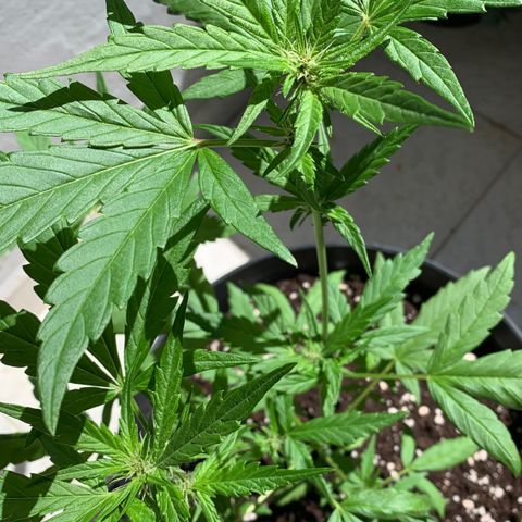 Critical Purple Auto growlog timeline photo