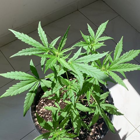 Critical Purple Auto growlog timeline photo