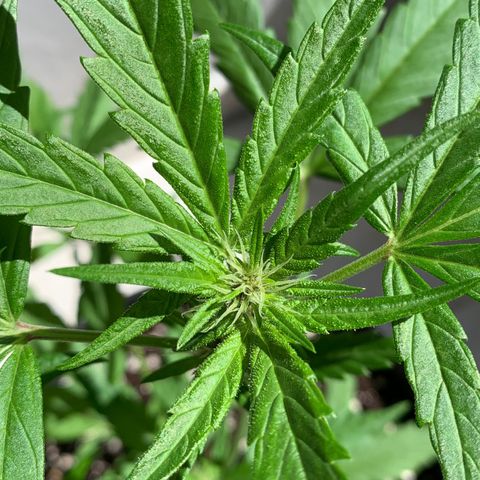 Critical Purple Auto growlog timeline photo