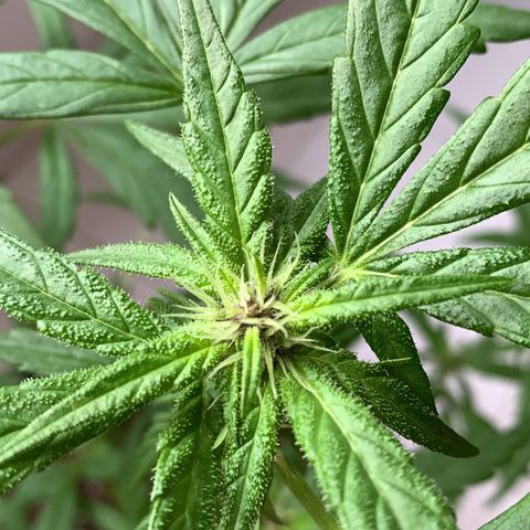 Critical Purple Auto growlog timeline photo