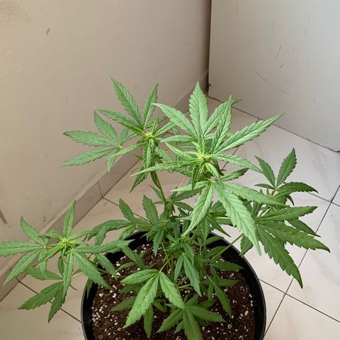 Critical Purple Auto growlog timeline photo
