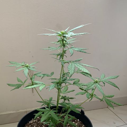 Critical Purple Auto growlog timeline photo