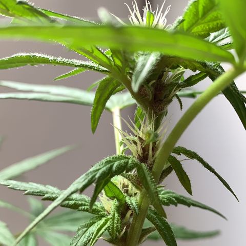 Critical Purple Auto growlog timeline photo