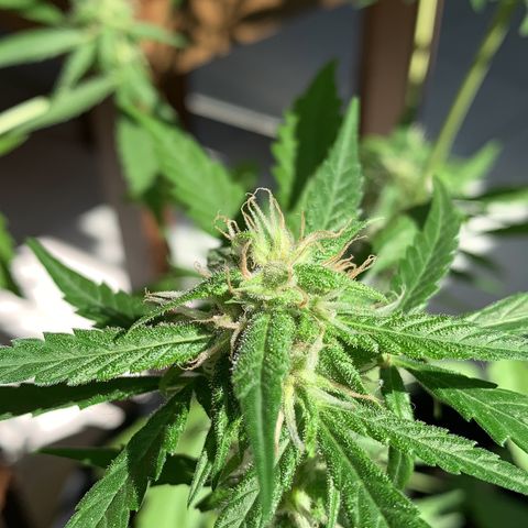 Auto Critical Orange Punch growlog timeline photo