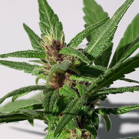 Critical Purple Auto growlog timeline photo