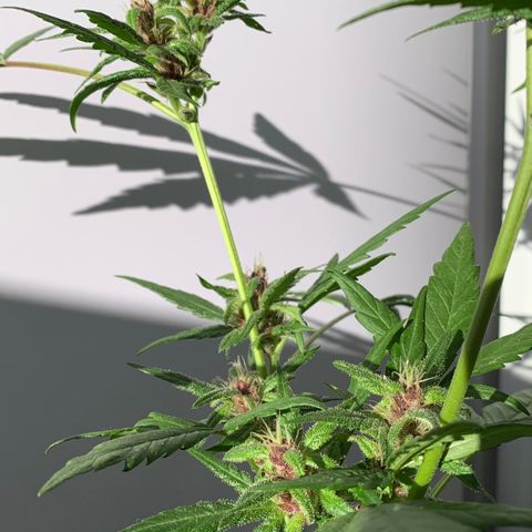 Critical Purple Auto growlog timeline photo