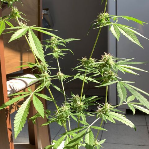 Auto Critical Orange Punch growlog timeline photo