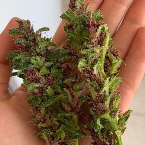 Critical Purple Auto growlog timeline photo