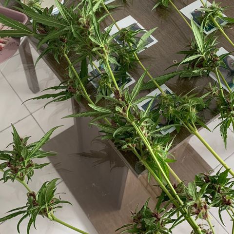 Critical Purple Auto growlog timeline photo