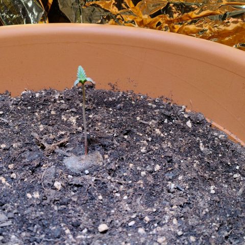 Green Poison Auto growlog timeline photo