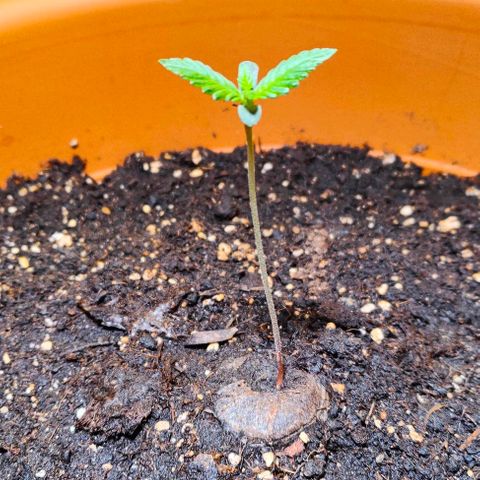 Green Poison Auto growlog timeline photo