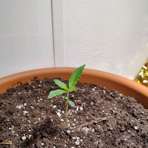 Green Poison Auto growlog timeline photo