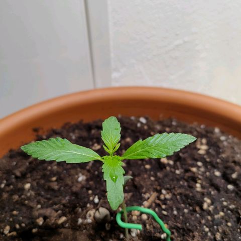 Green Poison Auto growlog timeline photo