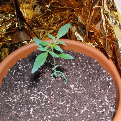 Green Poison Auto growlog timeline photo