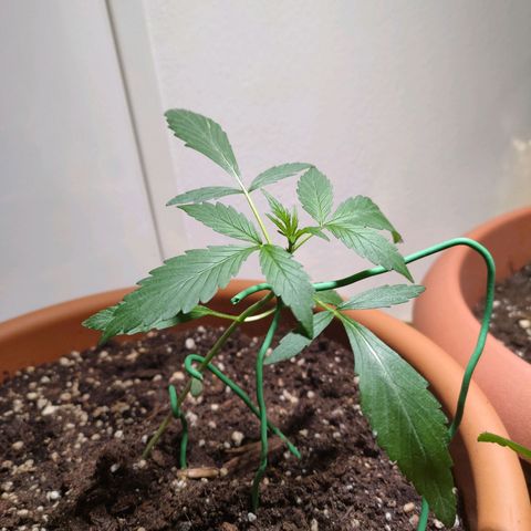 Green Poison Auto growlog timeline photo