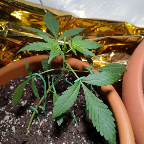 Green Poison Auto growlog timeline photo